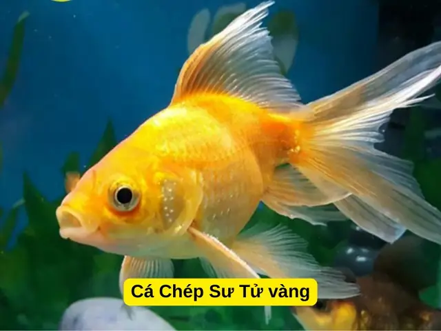 Cá Chép Có Mấy Loại? Khám Phá Các Dòng Cá Chép Phổ Biến Nhất