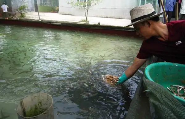 cá chép đẻ trứng hay đẻ con