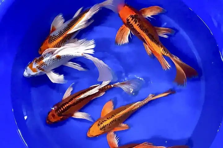 cá chép đuôi phụng