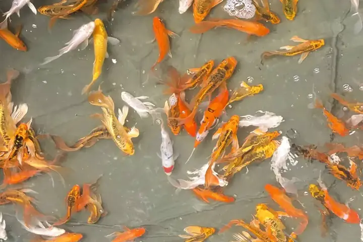 cá chép đuôi phụng