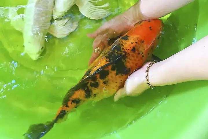 cá chép đuôi phụng
