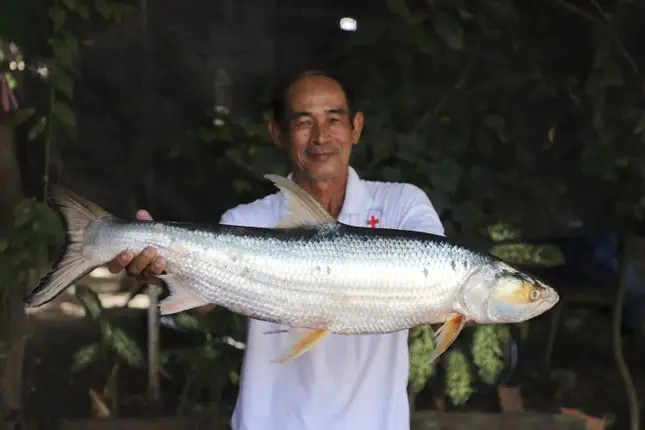 cá chép hồi khổng lồ