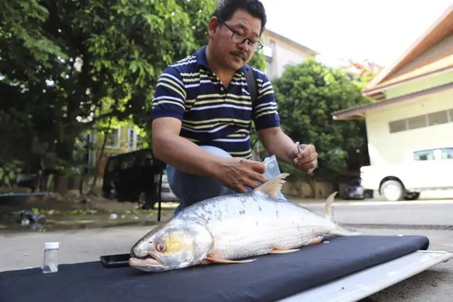 cá chép hồi khổng lồ