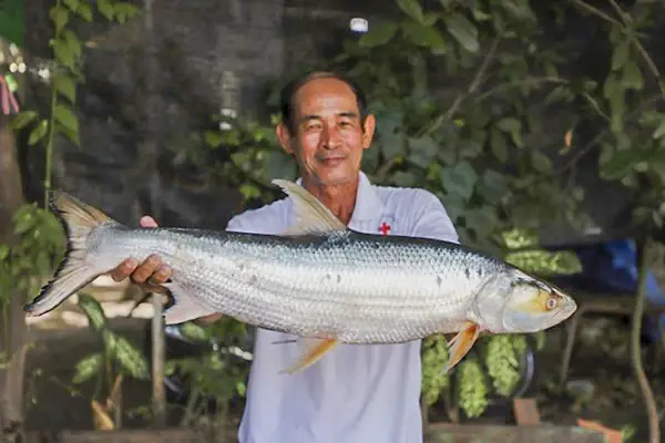 cá chép hồi khổng lồ