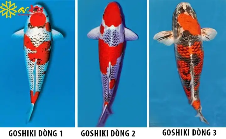 Cá Chép Koi Đẹp: Hướng Dẫn Toàn Diện Về Giống Koi Goshiki