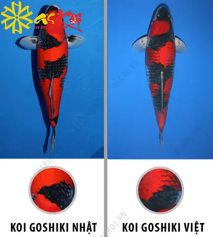 Cá Chép Koi Đẹp: Hướng Dẫn Toàn Diện Về Giống Koi Goshiki