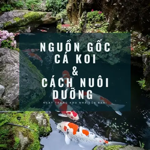 Cá Chép Koi Lai: Thực Hư, Đặc Điểm Và Hướng Dẫn Chăm Sóc