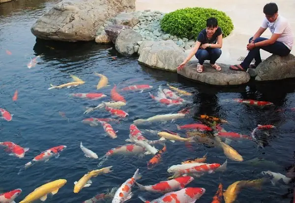 Cá Chép Koi Nhật: Nguồn Gốc, Lịch Sử Và Các Giống Phổ Biến Cần Biết