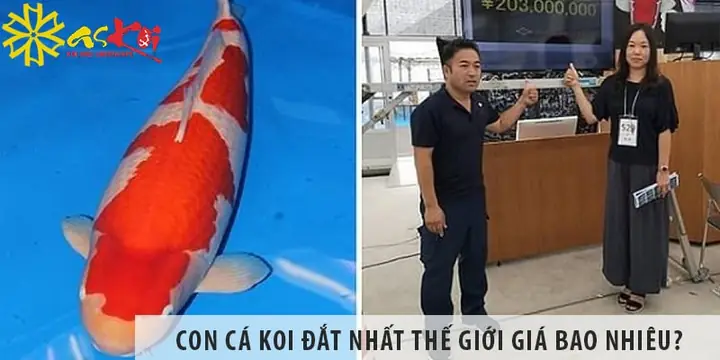 Cá Chép Koi To Nhất Thế Giới: Lịch Sử Và Kỷ Lục Đáng Kinh Ngạc