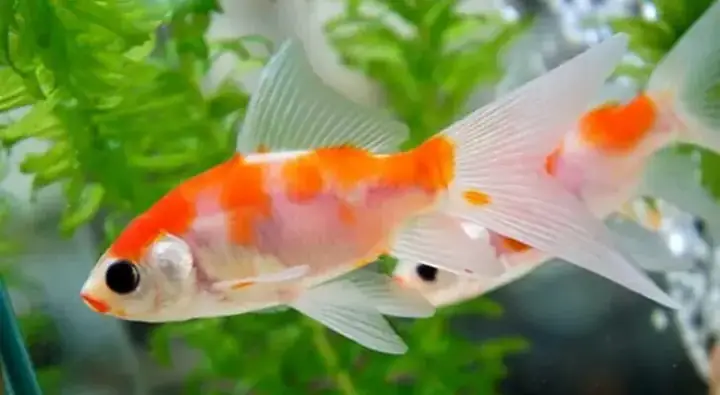Hướng Dẫn Nuôi Cá Chép Nam Dương Từ A Đến Z Cho Người Mới