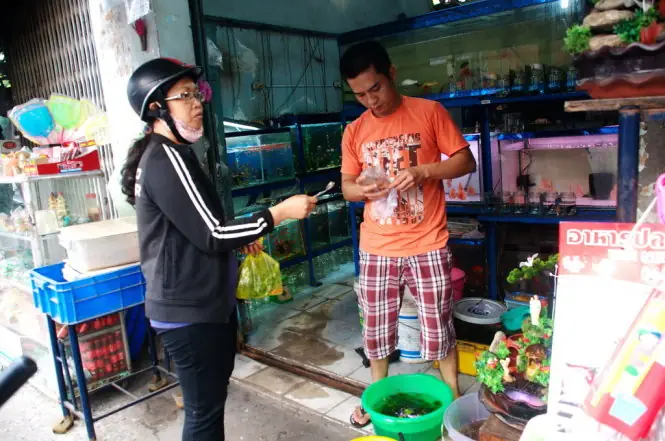 Cá Chép Nam Dương: Đặc Điểm, Giá Trị & Hướng Dẫn Nuôi