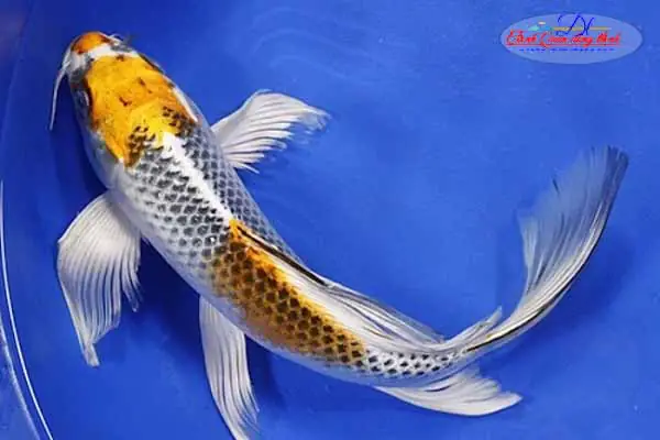 Cá Chép Nhật Đuôi Dài: Hướng Dẫn Nuôi, Chăm Sóc Toàn Diện