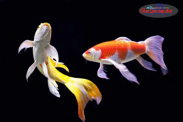 Cá Chép Nhật Đuôi Dài: Hướng Dẫn Nuôi, Chăm Sóc Toàn Diện