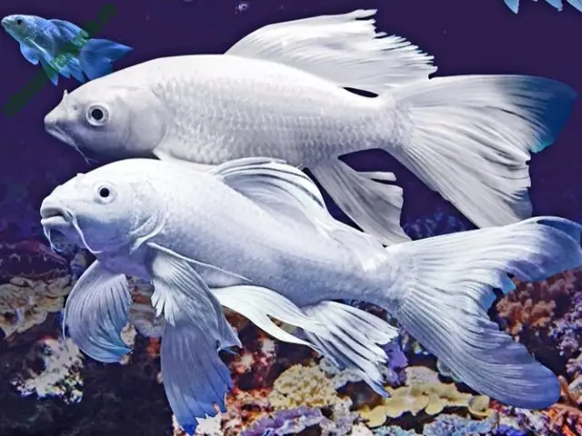 Triển vọng của nghề nuôi cá chép Nhật trắng
