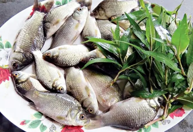 cá chép nước ngọt