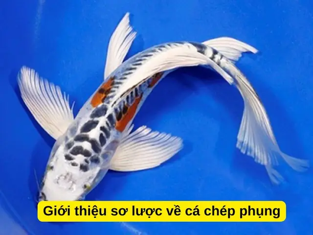 Cá chép phụng vảy rồng là gì? Đặc điểm và cách nuôi chi tiết