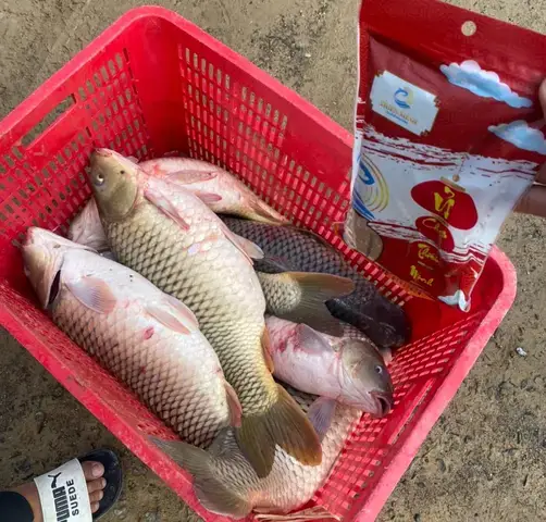 Cá Chép Sống Ở Đâu: Giải Mã Môi Trường Và Khả Năng Thích Nghi