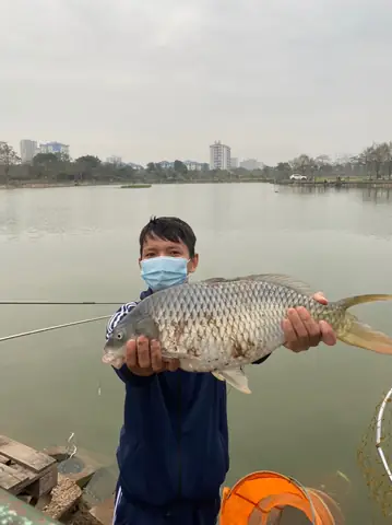 Cá Chép và Mồi Câu Cá Chép