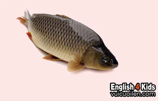 cá chép tiếng anh
