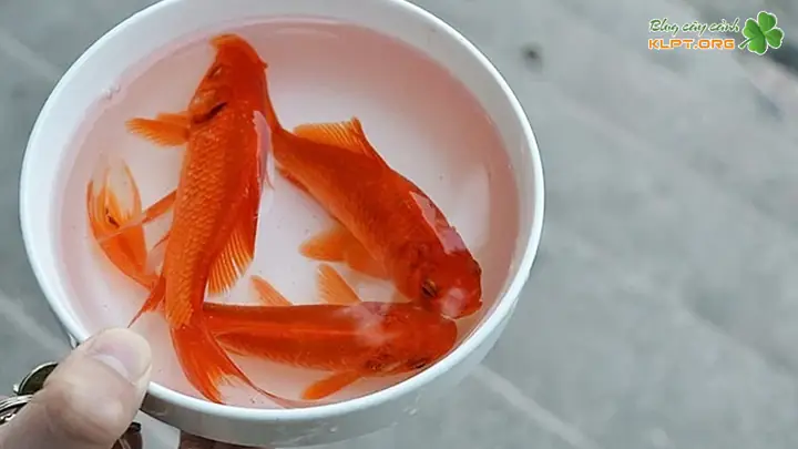 Quản lý ao nuôi Quản lý ao nuôi