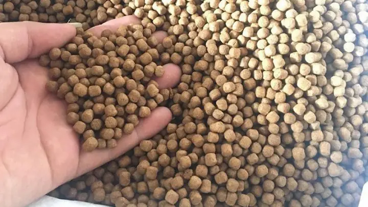 Thức Ăn Cho Cá Chép Vàng