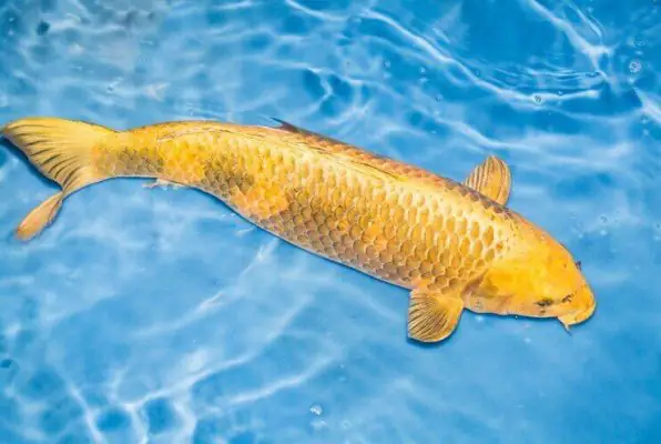 Bệnh Phát Ban