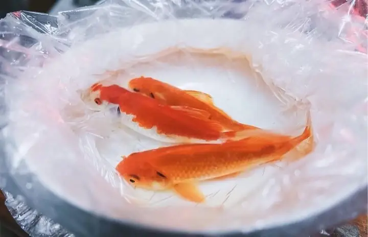 Đối với nhiều người, cúng và thả cá chép trong ngày ông Công ông Táo về trời là nghi lễ không thể thiếu, vậy thực hiện thế nào cho đúng?