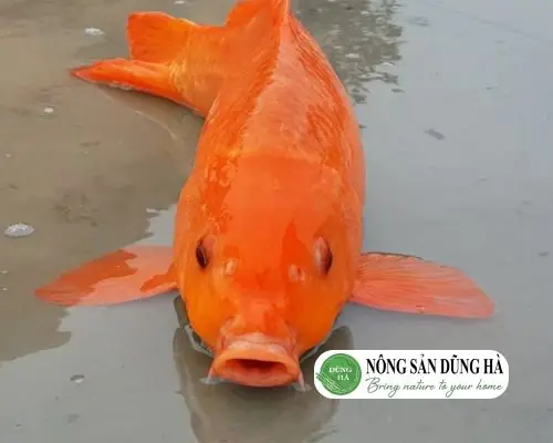 Cá Chép Vàng Mua Ở Đâu: Hướng Dẫn Địa Chỉ Uy Tín và Cách Chọn