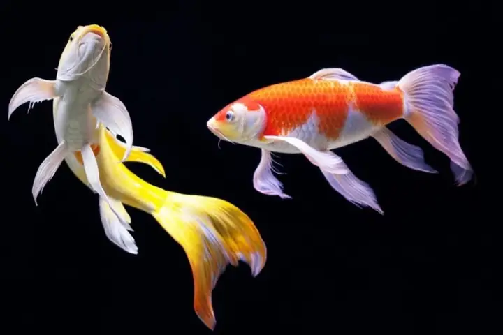 cá chép vảy rồng