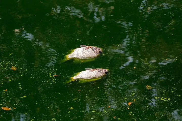 cá chết hàng loạt