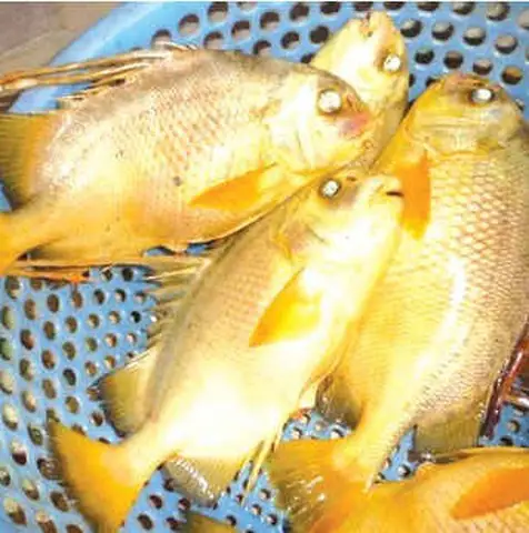 Cá Chìa Vôi Tiếng Anh Là Gì? Khám Phá Đặc Điểm, Cách Nuôi