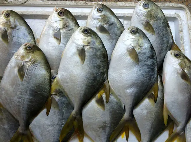 cá chim biển trắng