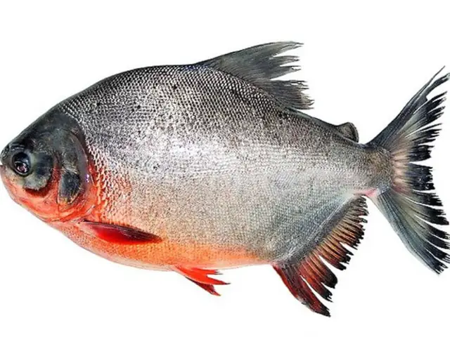 Cá chim đen có giá bao nhiêu?