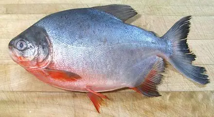 Cá Chim Là Cá Gì? Đặc Điểm, Phân Loại và Ảnh Hưởng Sinh Thái