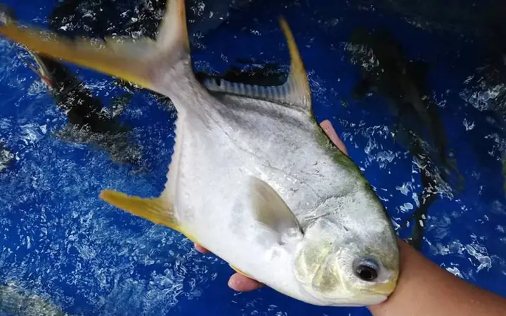 1Giới thiệu tổng quan về cá chim biển