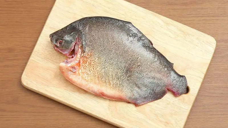 cá chim nước ngọt