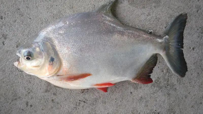 cá chim nước ngọt
