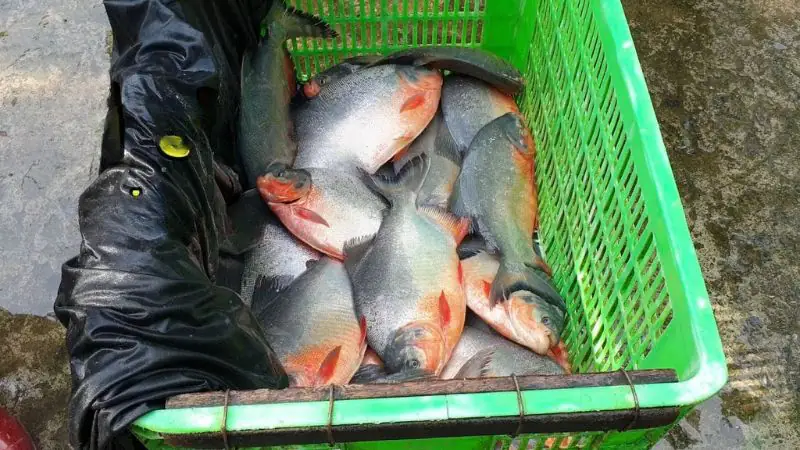 cá chim nước ngọt