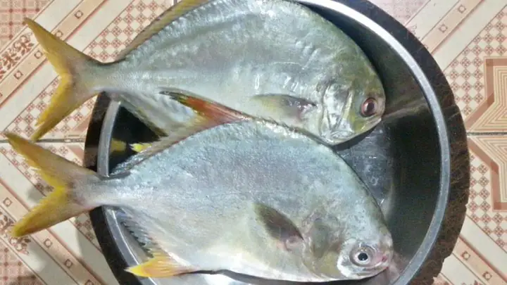 cá chim trắng biển