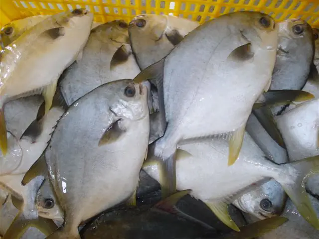 cá chim trắng biển
