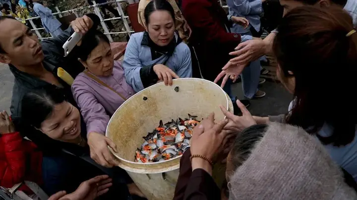 Cá Chim Trắng Sông: Nguy Cơ Và Ý Nghĩa Phóng Sinh Đúng Cách