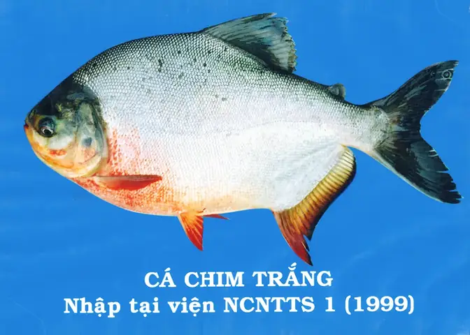 Cá Chim Trắng Sông: Nguy Cơ Và Ý Nghĩa Phóng Sinh Đúng Cách