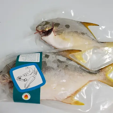 Cá Chim Vàng Anh Biển: Đặc Điểm, Dinh Dưỡng và Công Dụng Tuyệt Vời