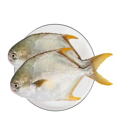 Cá Chim Vàng Anh Biển: Đặc Điểm, Dinh Dưỡng và Công Dụng Tuyệt Vời