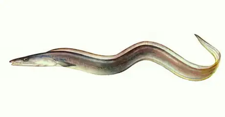 Cá Chình Biển Wiki: Tổng Quan Đặc Điểm, Phân Loại và Môi Trường Sống
