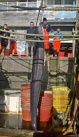 Cá Chình Khổng Lồ: Đặc Điểm, Môi Trường Sống Và Kỷ Lục