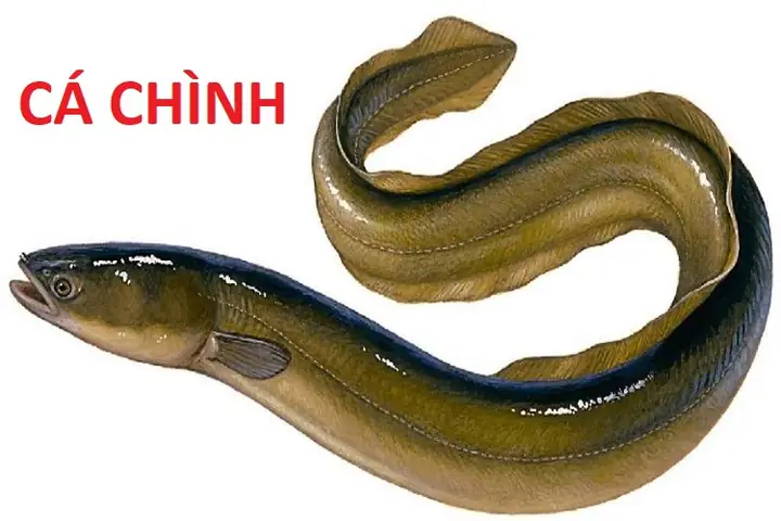 Đặc điểm của cá chình