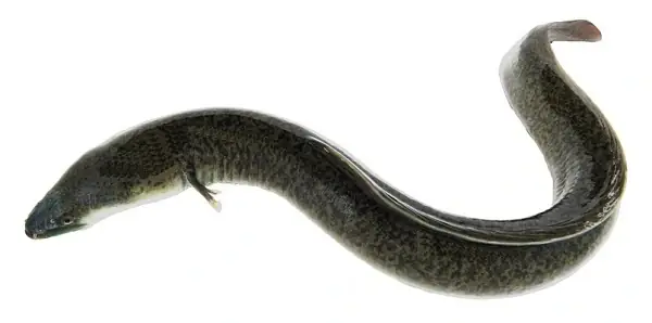 cá chình nước ngọt