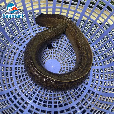 cá chình nước ngọt