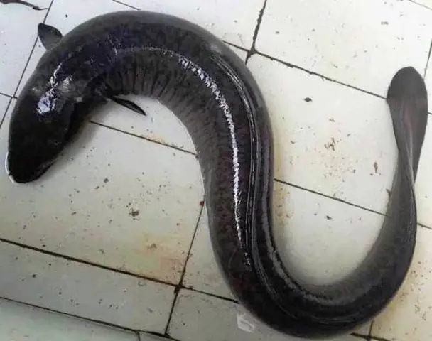 Cá Chình Sông Đà: Đặc Điểm, Giá Trị Và Cách Nuôi Chi Tiết